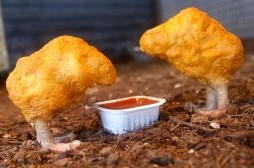 Nuggets