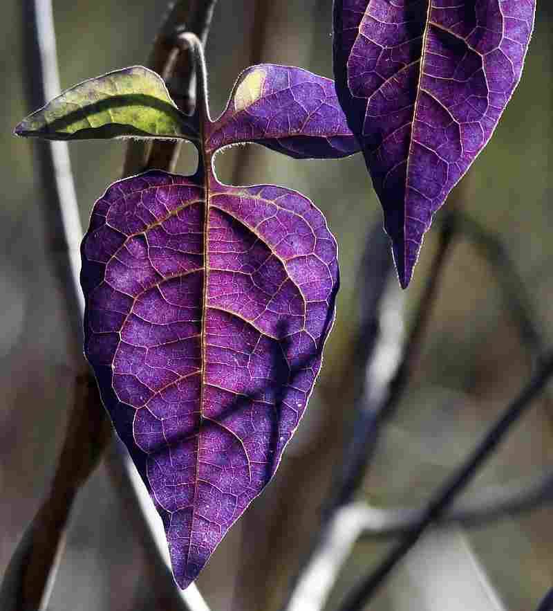 purpleLeaf