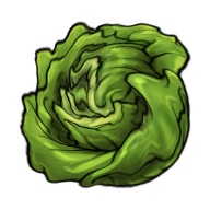 RoundLettuce